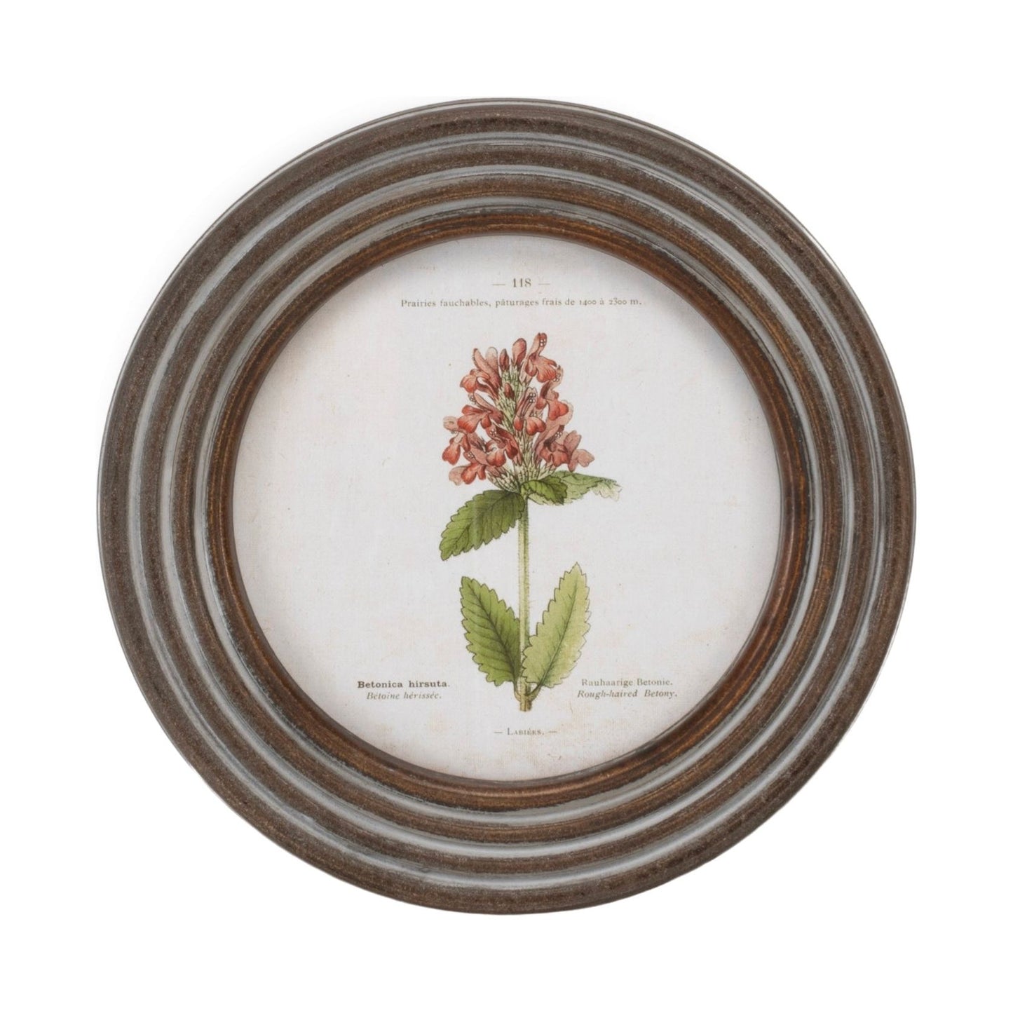 Round Framed Floral Print (Set/6) 9.5"D Wood/MDF/Glass from Melrose International- FREE SHIPPING & $119.