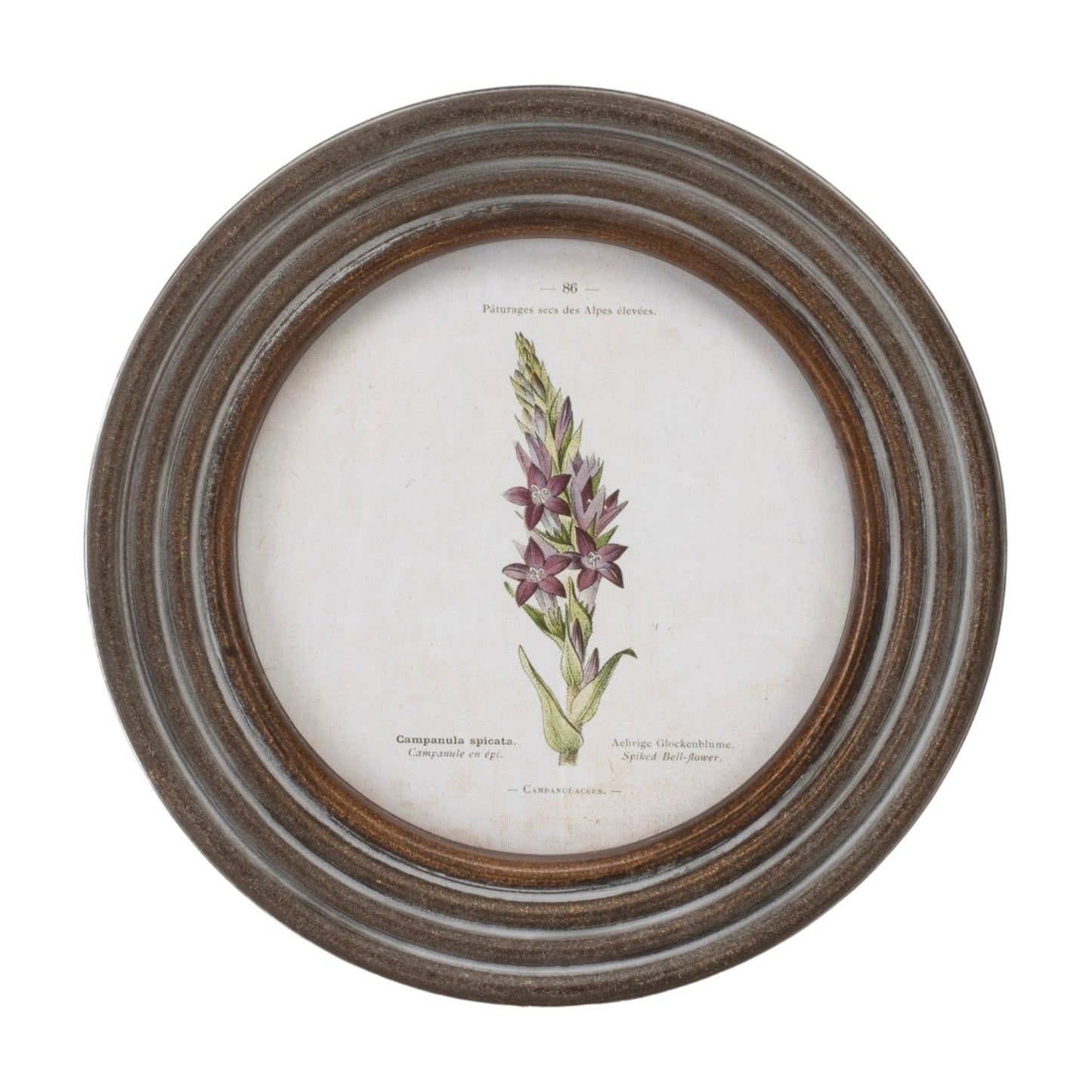 Round Framed Floral Print (Set/6) 9.5"D Wood/MDF/Glass from Melrose International- FREE SHIPPING & $119.