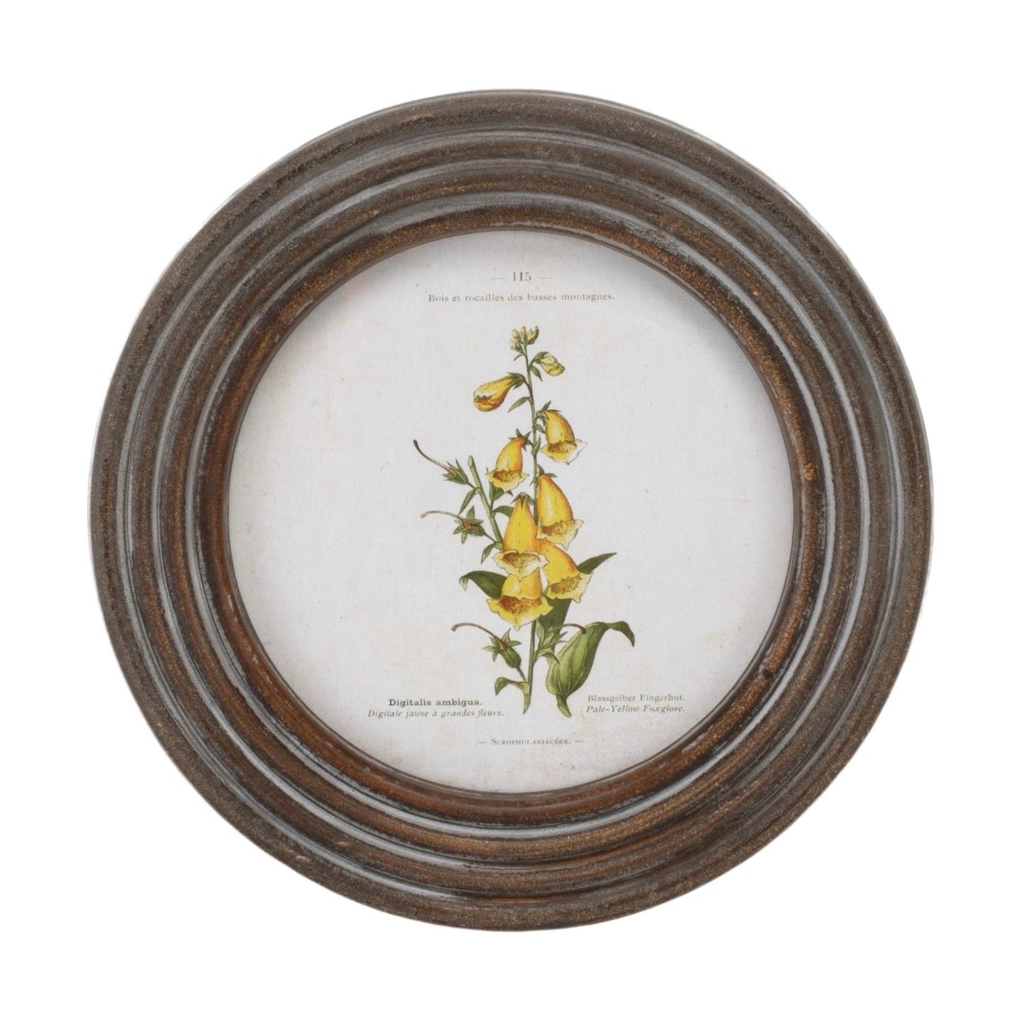 Round Framed Floral Print (Set/6) 9.5"D Wood/MDF/Glass from Melrose International- FREE SHIPPING & $119.