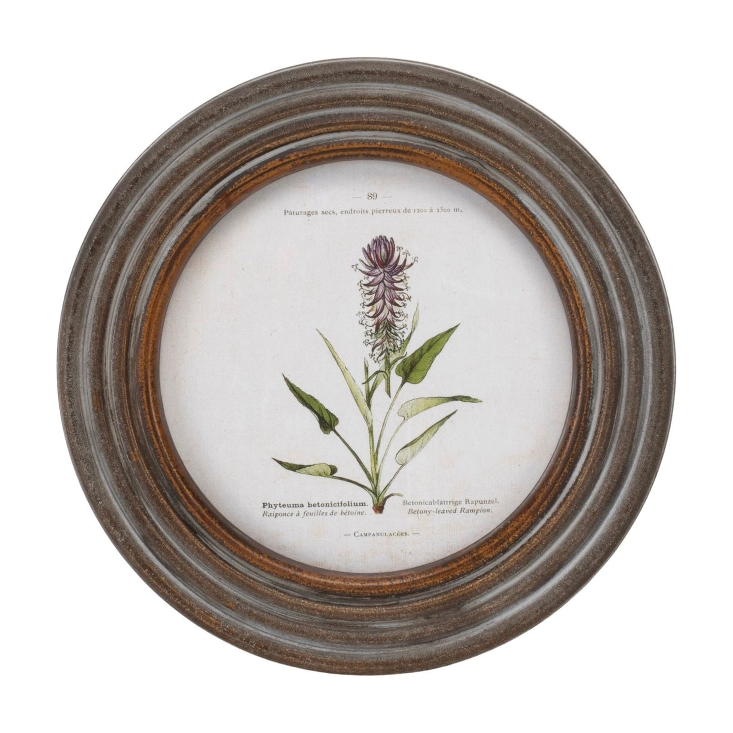 Round Framed Floral Print (Set/6) 9.5"D Wood/MDF/Glass from Melrose International- FREE SHIPPING & $119.
