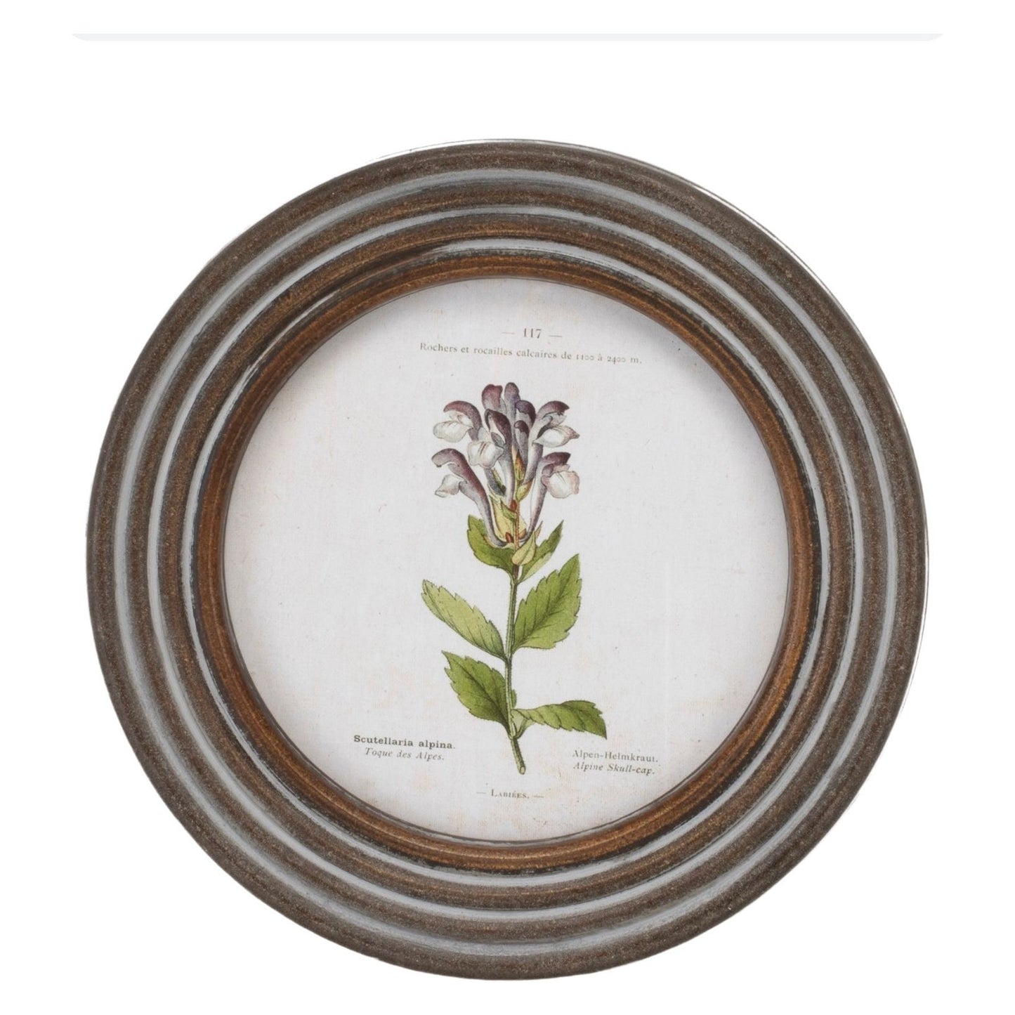 Round Framed Floral Print (Set/6) 9.5"D Wood/MDF/Glass from Melrose International- FREE SHIPPING & $119.
