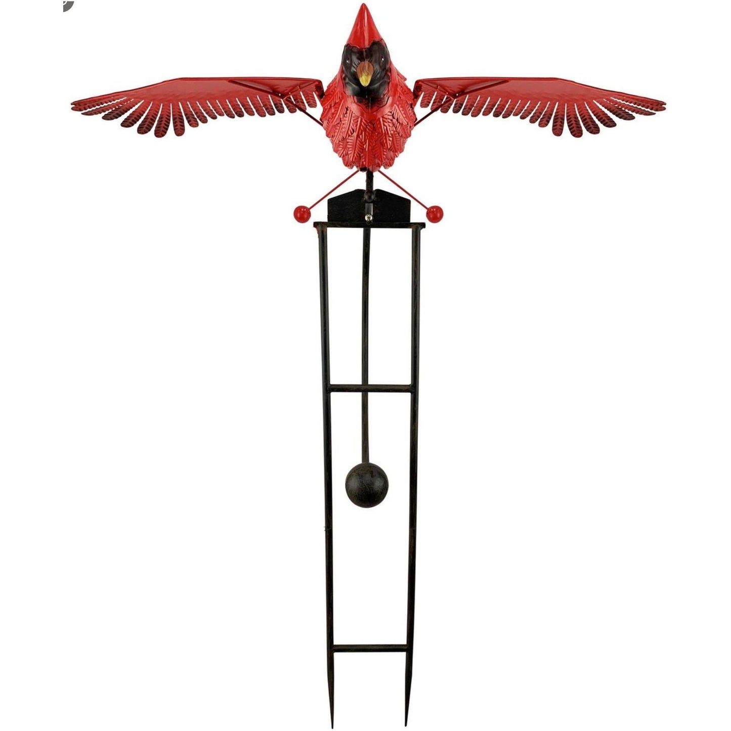 Closeup of large rocker Cardinal with wings spread