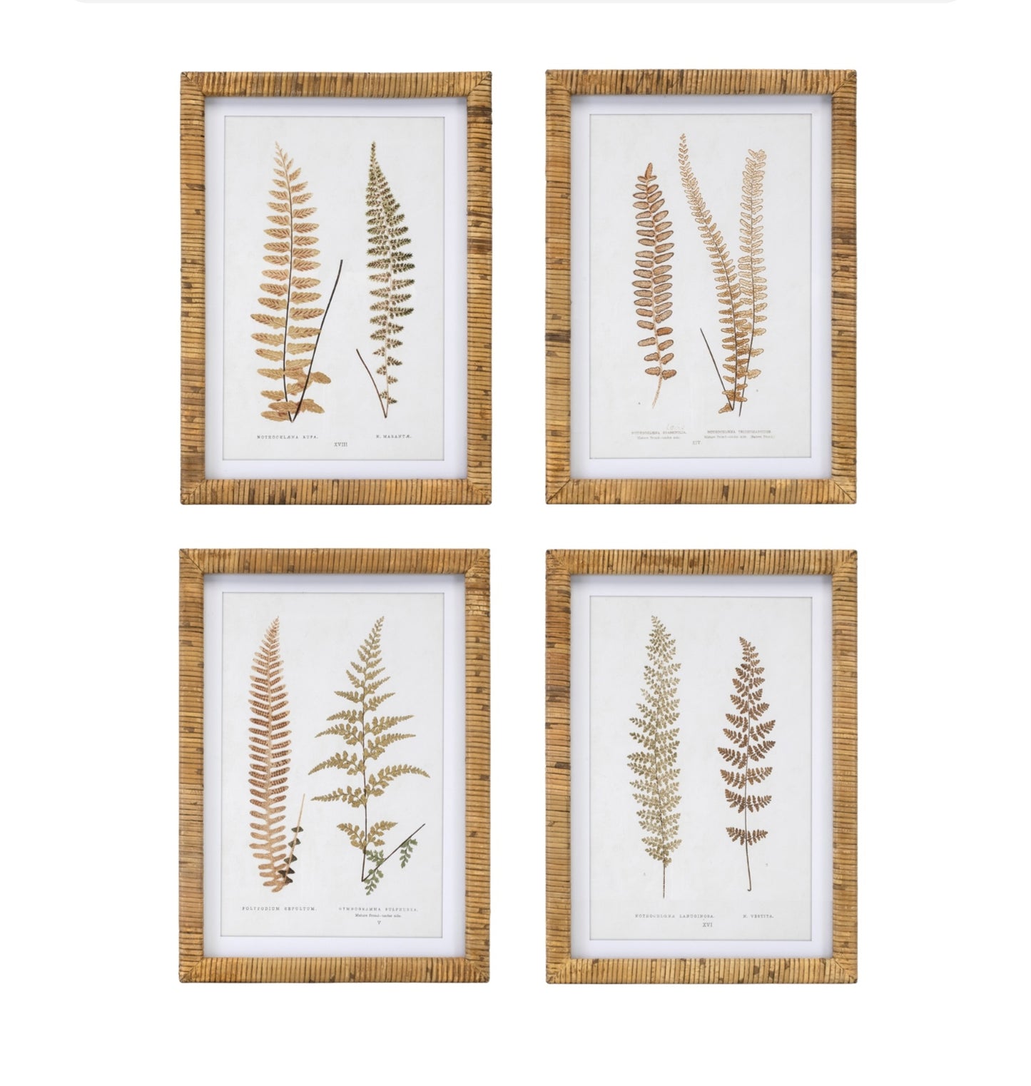 Set of 4 rattan framed fern prints