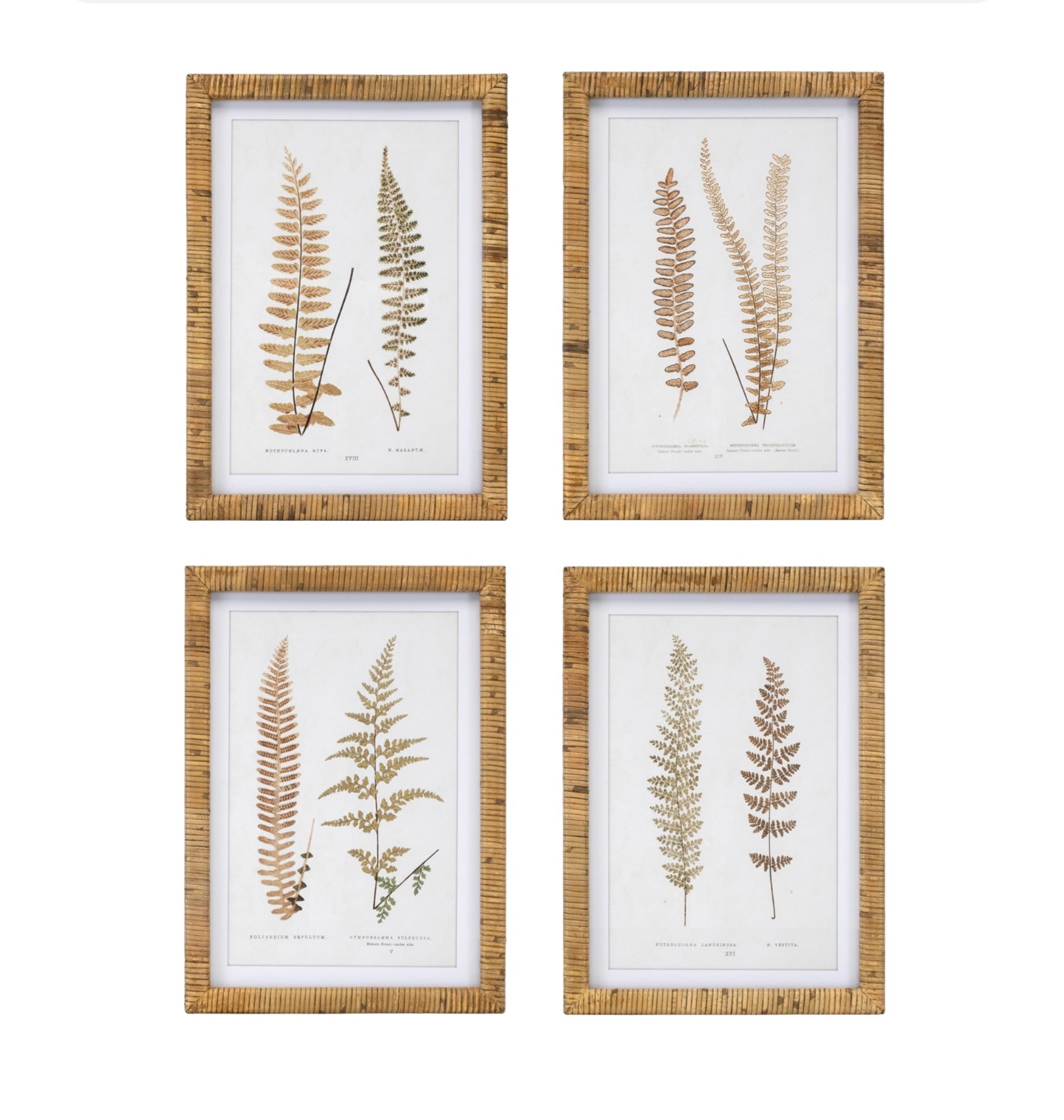 Set of 4 rattan framed fern prints