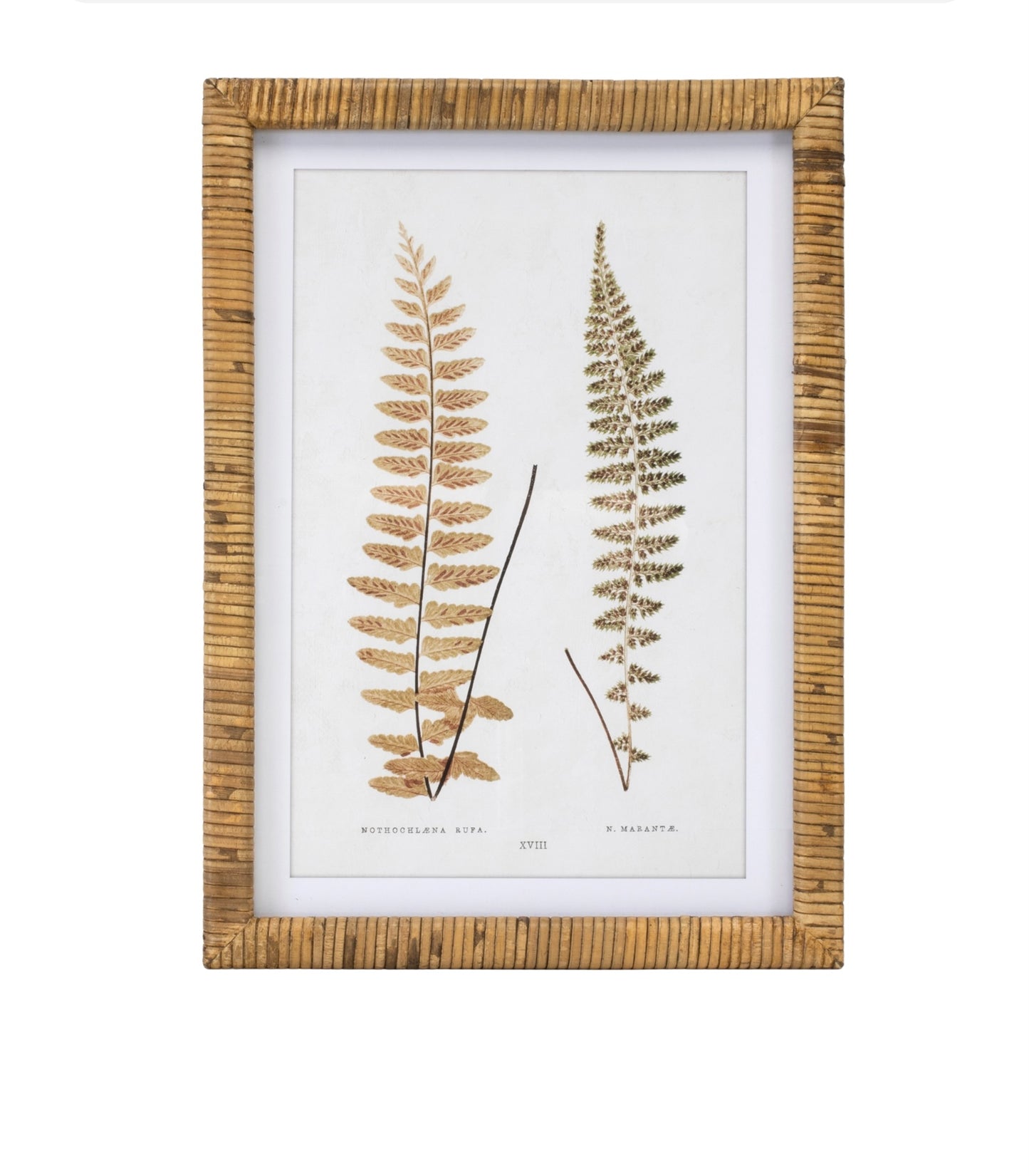 Rattan Framed Fern Print (4 Asst) 17.75"SQ Wood/MDF/Glass, 92021 from Melrose International $152. & FREE SHIPPING