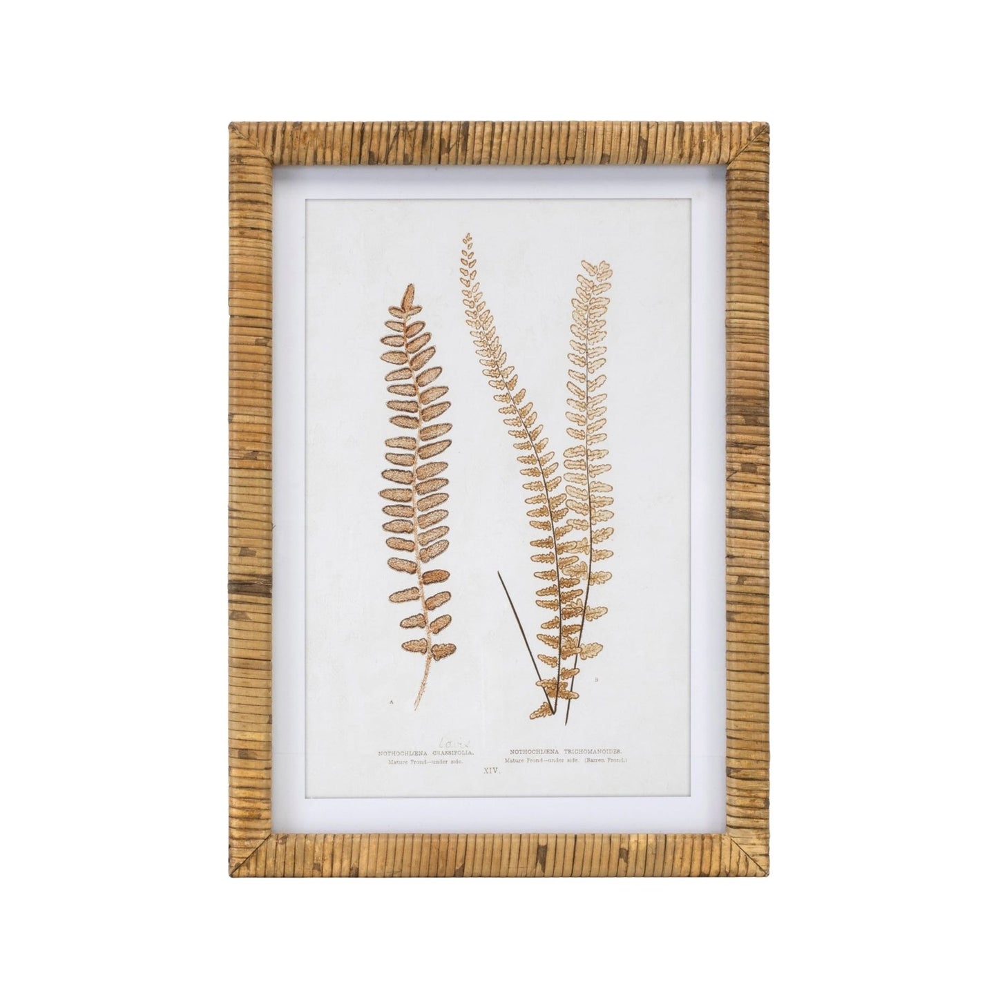 Rattan Framed Fern Print (4 Asst) 17.75"SQ Wood/MDF/Glass, 92021 from Melrose International $152. & FREE SHIPPING