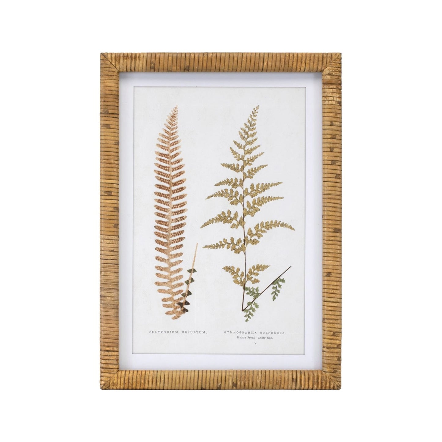Rattan Framed Fern Print (4 Asst) 17.75"SQ Wood/MDF/Glass, 92021 from Melrose International $152. & FREE SHIPPING
