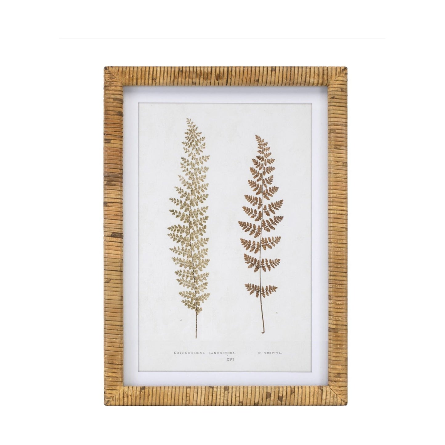 Rattan Framed Fern Print (4 Asst) 17.75"SQ Wood/MDF/Glass, 92021 from Melrose International $152. & FREE SHIPPING